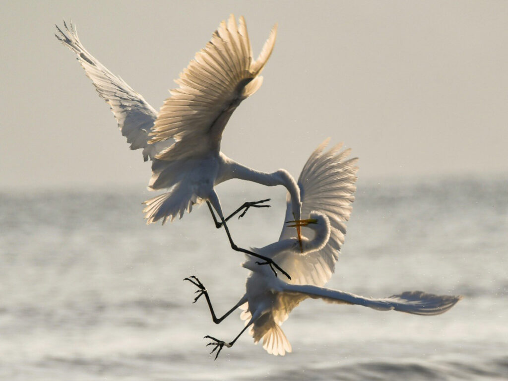 Symbolisches Bild für Geschwisterkonflikte